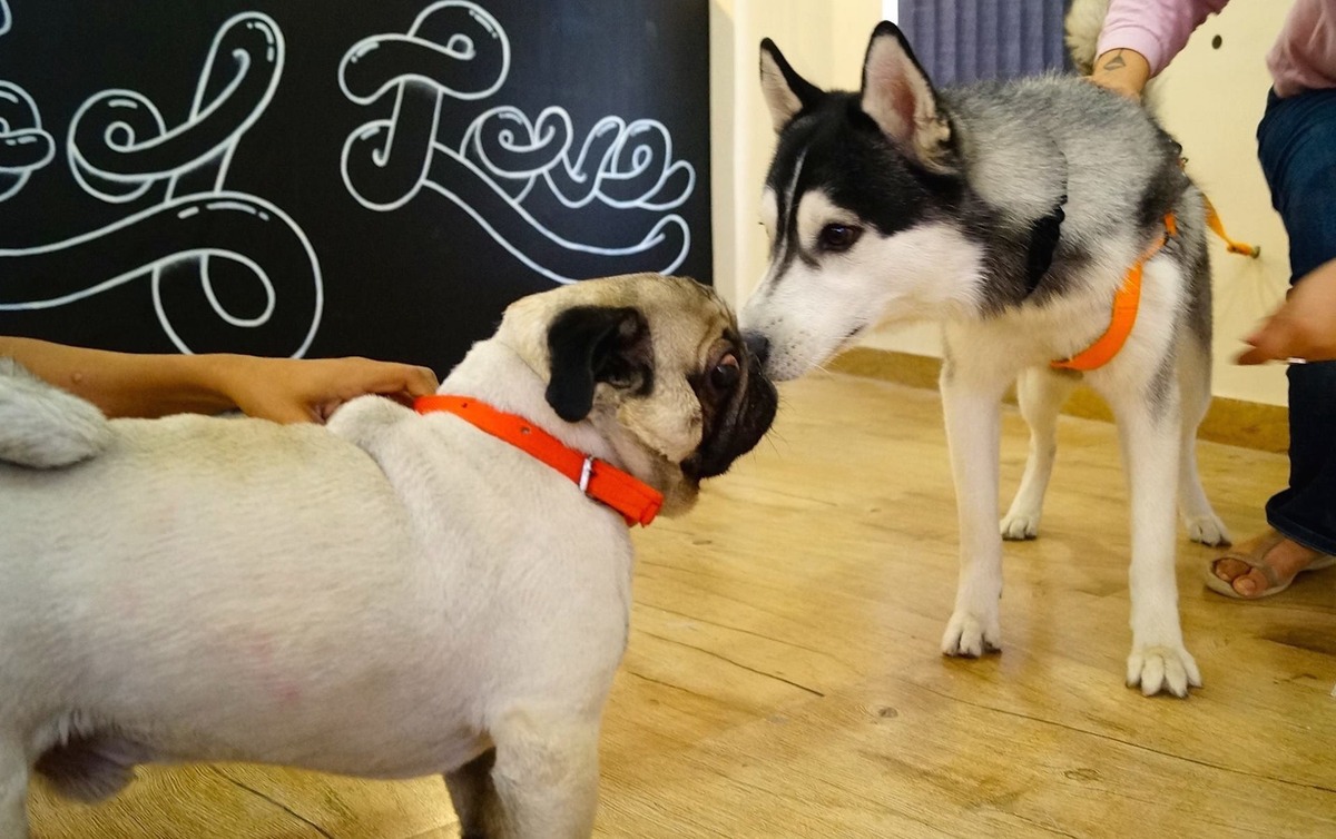 Cukiság: megnyílt Delhi első kutyás kávézója