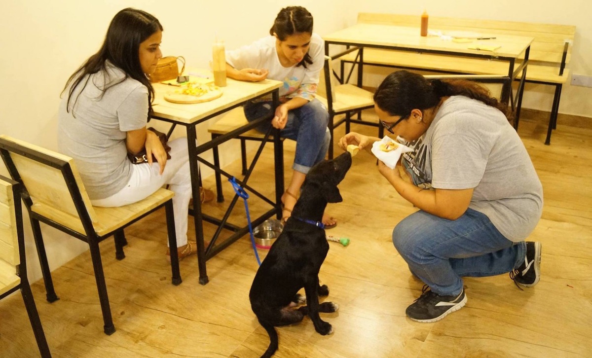Cukiság: megnyílt Delhi első kutyás kávézója