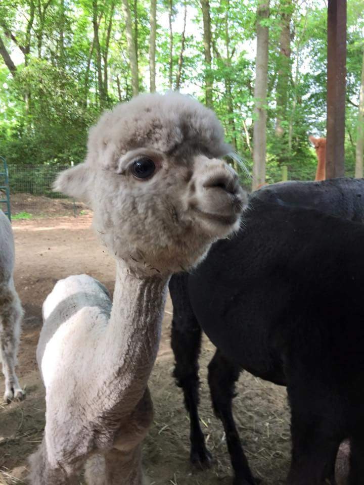 Megvolt az alpakabébi első hajvágása - az eredményen mosolyogni fogsz!