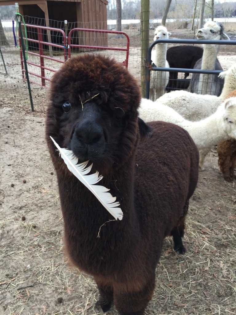 Megvolt az alpakabébi első hajvágása - az eredményen mosolyogni fogsz! Megvolt az alpakabébi első hajvágása - az eredményen mosolyogni fogsz!