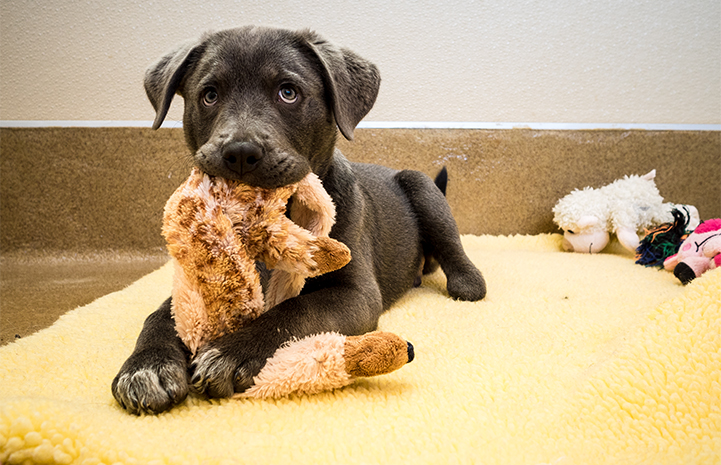Speciális csizmában szaladgálhat a hátsó lábak nélkül született kiskutya - videó