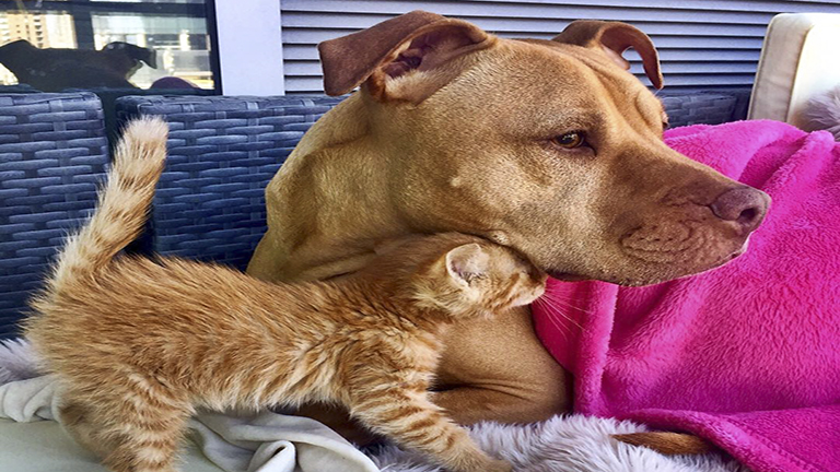 Kölykeként neveli a kiscicát a mentett pitbull