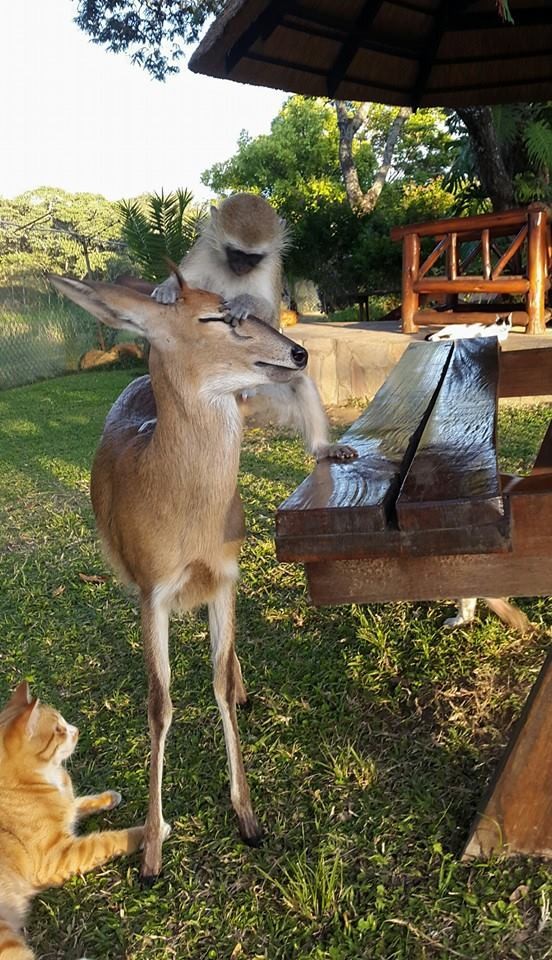 Tündéri fotók: minden állattal összebarátkozik a kismajom Tündéri fotók: minden állattal összebarátkozik a kismajom