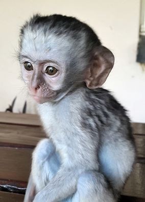 Tündéri fotók: minden állattal összebarátkozik a kismajom Tündéri fotók: minden állattal összebarátkozik a kismajom