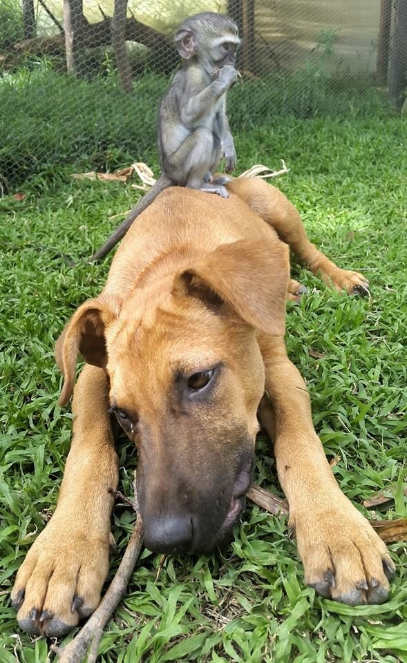 Tündéri fotók: minden állattal összebarátkozik a kismajom Tündéri fotók: minden állattal összebarátkozik a kismajom