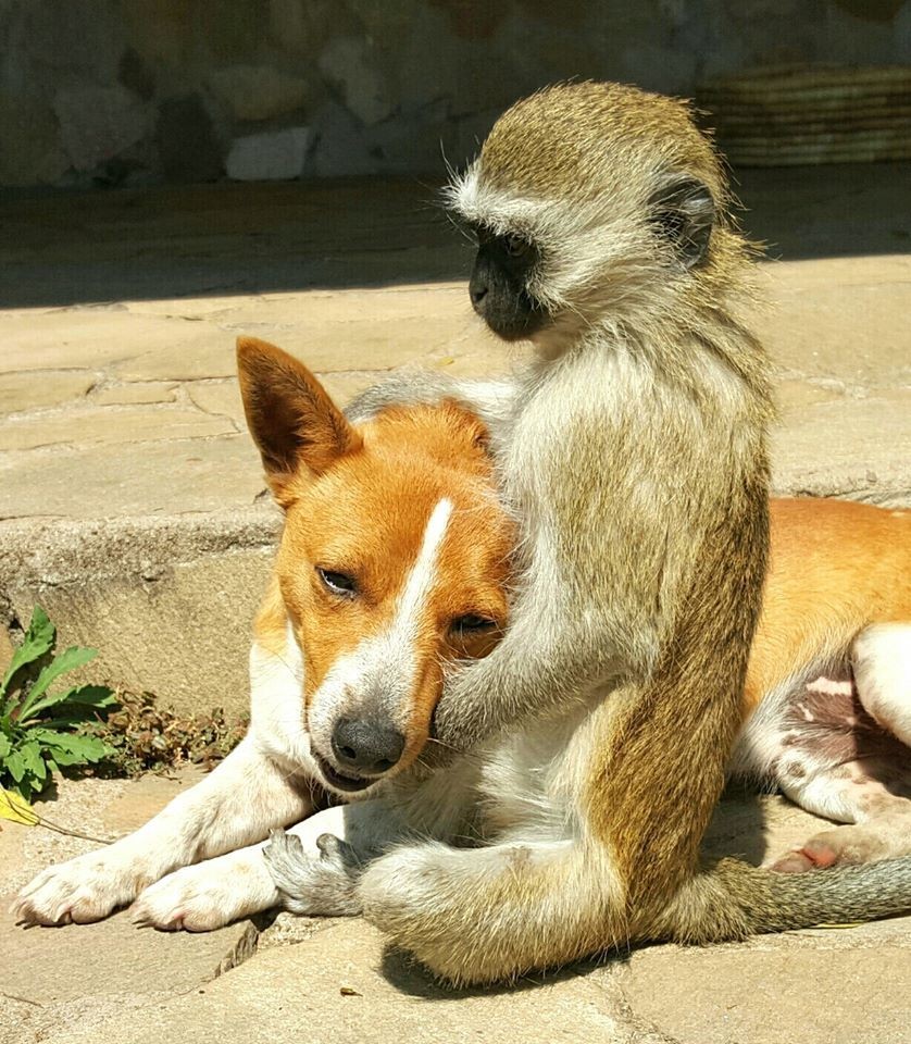 Tündéri fotók: minden állattal összebarátkozik a kismajom Tündéri fotók: minden állattal összebarátkozik a kismajom