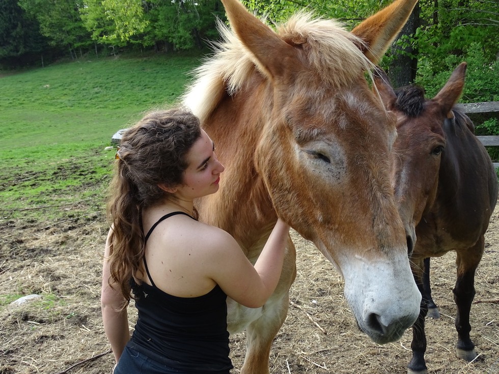 Egész életét végigdolgozta az öszvér - végre élvezheti a megérdemelt pihenést - képek