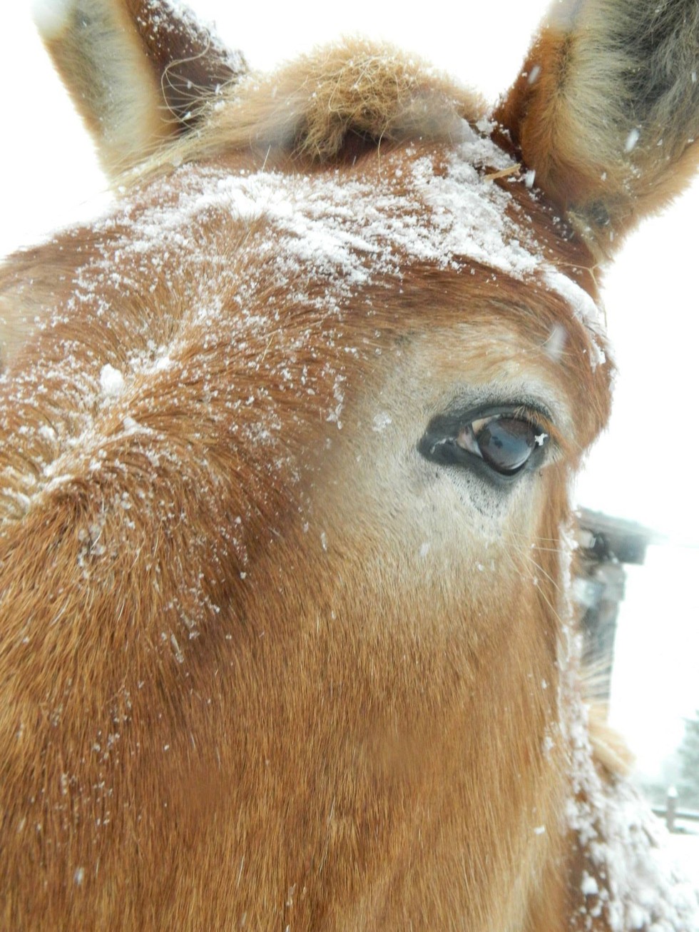 Egész életét végigdolgozta az öszvér - végre élvezheti a megérdemelt pihenést - képek