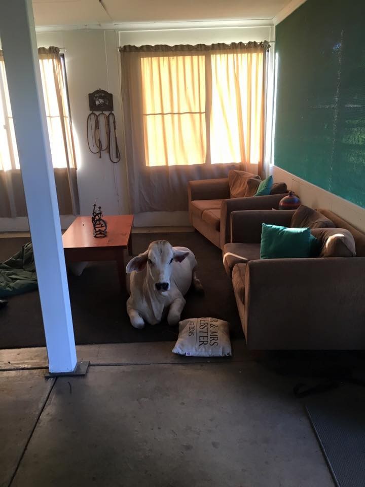 Háziállatként tartják gazdái a tehenet, aki nagyon élvezi a jó dolgát - képek