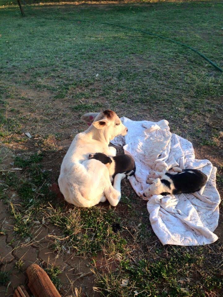 Háziállatként tartják gazdái a tehenet, aki nagyon élvezi a jó dolgát - képek