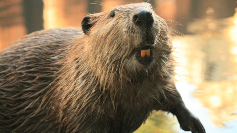 Ilyen fogakkal bárkit le tudnak fegyverezni