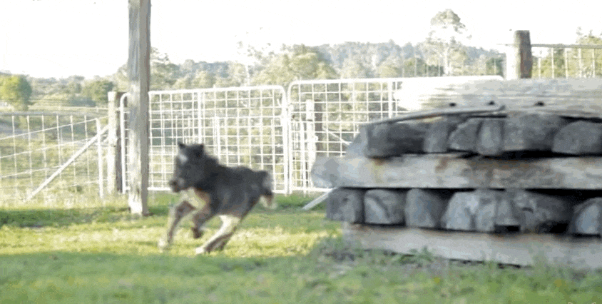 A körbe-körbe futás megszállottja ez a tündéri miniló - videó