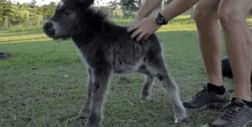 A körbe-körbe futás megszállottja ez a tündéri miniló - videó