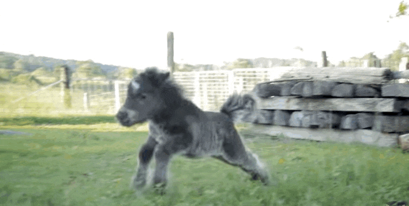 A körbe-körbe futás megszállottja ez a tündéri miniló - videó