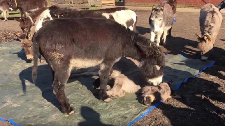 Elkeseredetten gyászolják halott társukat a szamarak - megható videó