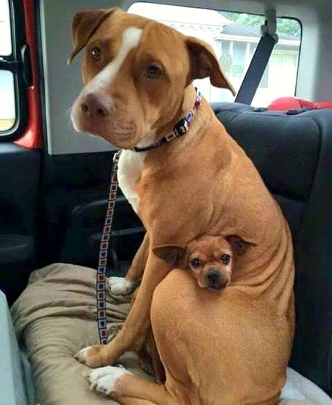 Nem volt hajlandó elhagyni a menhelyet legjobb barátja nélkül az örökbefogadott pitbull