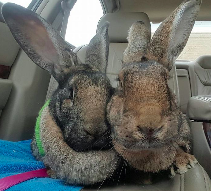 Terápiás nyuszi mentette meg a fiatal nő életét