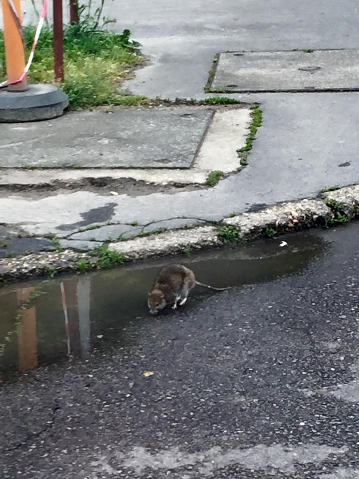 Patkány rohangál Budapest utcáin - fotó