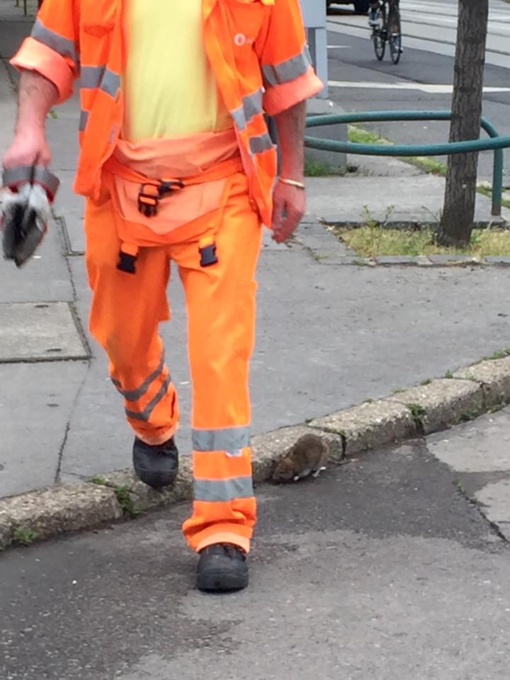 Patkány rohangál Budapest utcáin - fotó