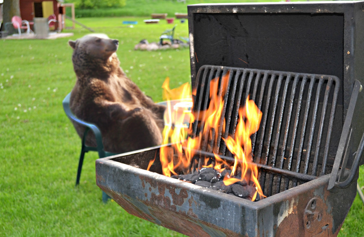 A meditáló zen-medvéből lett a legújabb mém - fotók A meditáló zen-medvéből lett a legújabb mém - fotók