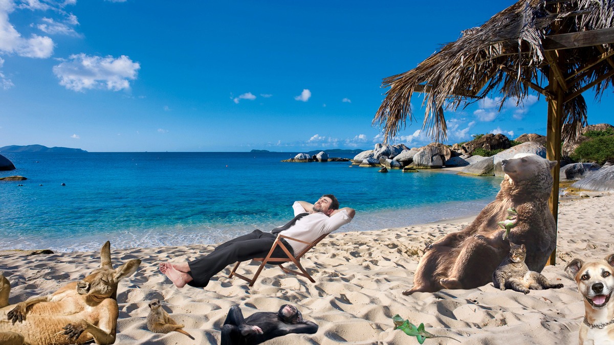 A meditáló zen-medvéből lett a legújabb mém - fotók A meditáló zen-medvéből lett a legújabb mém - fotók