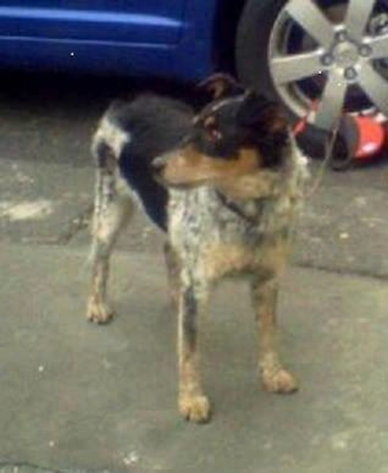 A legcukibb személyleírás alapján lett meg a Széll Kálmán téri kutya