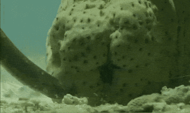 A világ leghíresebb pénisze, amit levágtak, elloptak, és egy dobozban imádtak