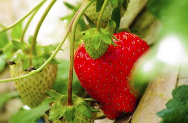 Szedd magad eper 2016 - íme a lista