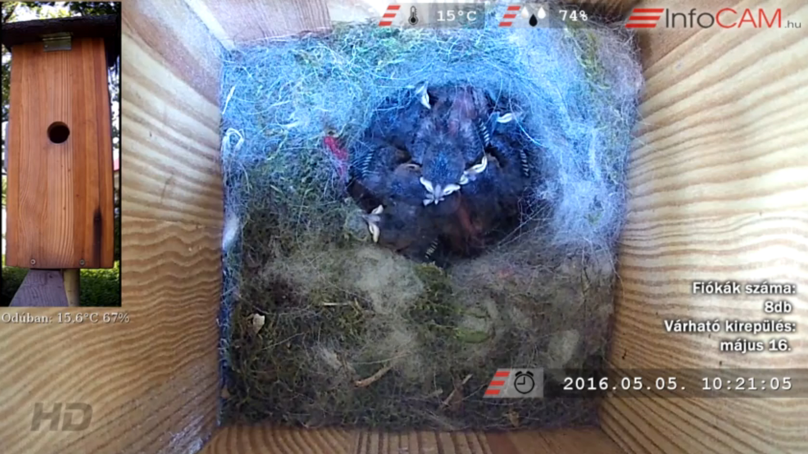 Kövess élőben nyolc cuki széncinegét! Kövess élőben nyolc cuki széncinegét!