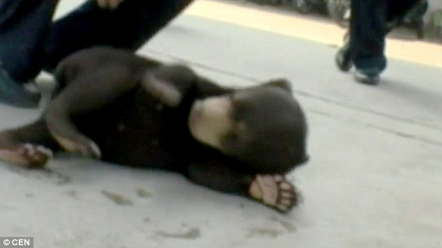 Azt hitte, kóbor kutyát fogad örökbe - kiderült, hogy egy medve az