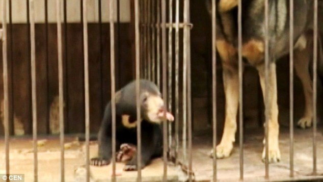 Azt hitte, kóbor kutyát fogad örökbe - kiderült, hogy egy medve az