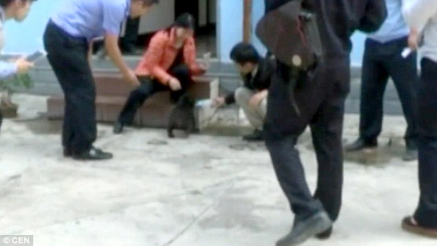 Azt hitte, kóbor kutyát fogad örökbe - kiderült, hogy egy medve az