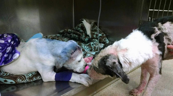 Csodás fotó: sorstársát nyugtatja a mentett kutya 