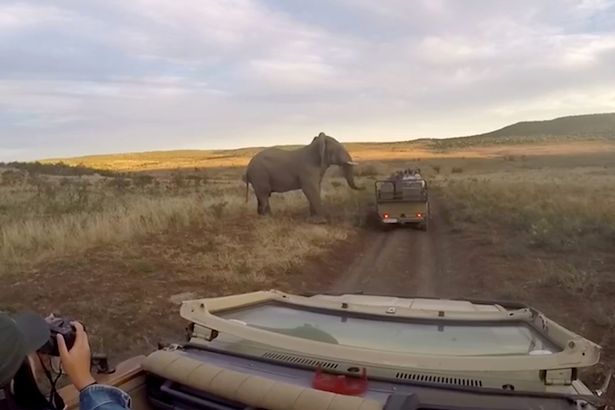 Elefánt fotóbombázta a szelfit - képek Elefánt fotóbombázta a szelfit - képek