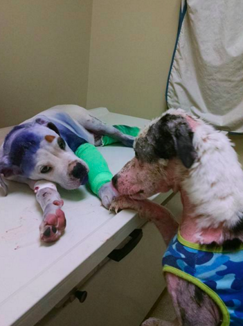 Megható: így nyugtatja sérült barátját a kutya Megható: így nyugtatja sérült barátját a kutya