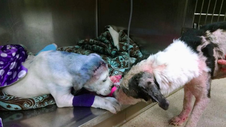 Megható: így nyugtatja sérült barátját a kutya Megható: így nyugtatja sérült barátját a kutya