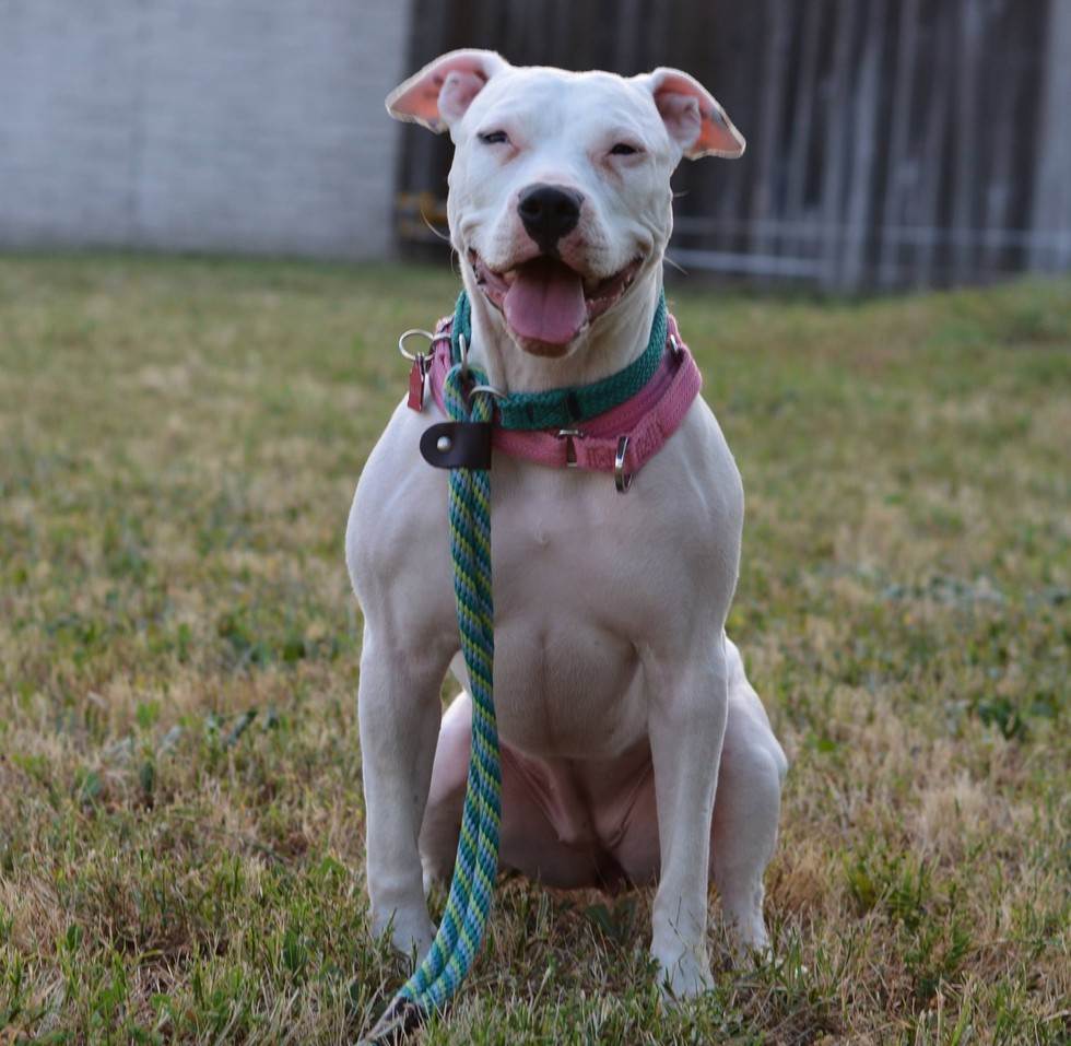 Megtanulta a jelbeszédet a süket kutya - megható videó