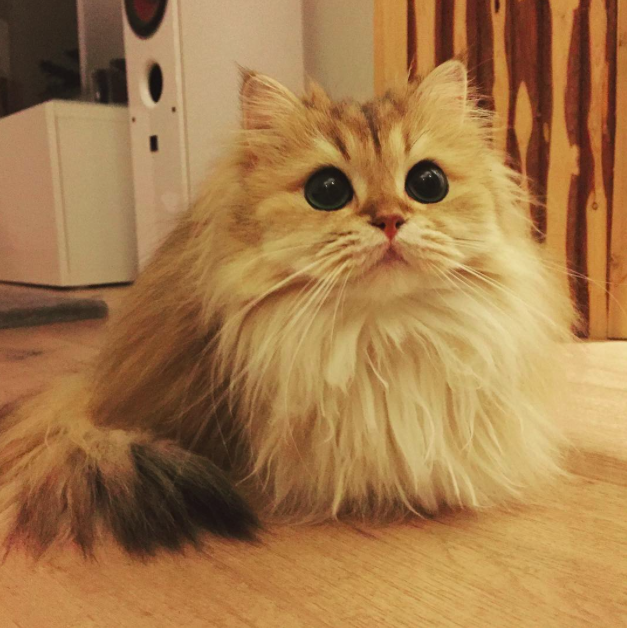 Ő a világ legfotogénebb cicája! Ő a világ legfotogénebb cicája!