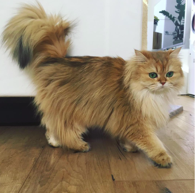 Ő a világ legfotogénebb cicája! Ő a világ legfotogénebb cicája!