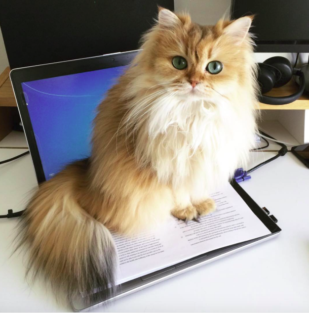 Ő a világ legfotogénebb cicája! Ő a világ legfotogénebb cicája!