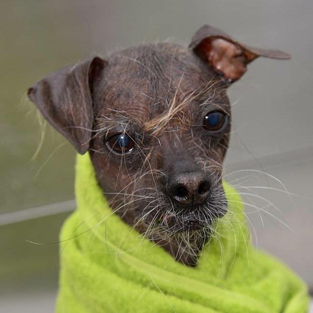 Hősiessége miatt tüntették ki a világ legrondább kutyáját