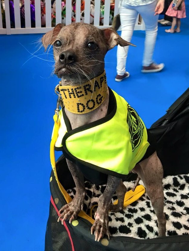 Hősiessége miatt tüntették ki a világ legrondább kutyáját