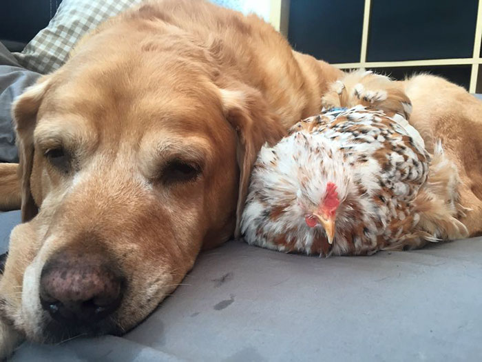 Nem akart túladni a szemek nélkül született csirkén a lány - most együtt él vele