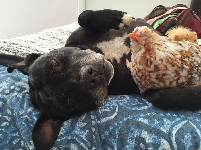 Nem akart túladni a szemek nélkül született csirkén a lány - most együtt él vele