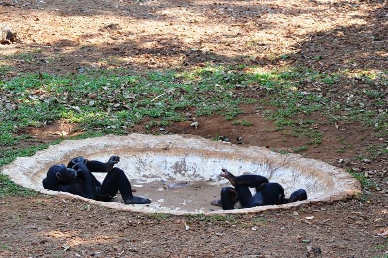 Medencés bulit csapott a pocsolyában a két csimpánz - fotók
