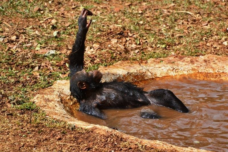 Medencés bulit csapott a pocsolyában a két csimpánz - fotók