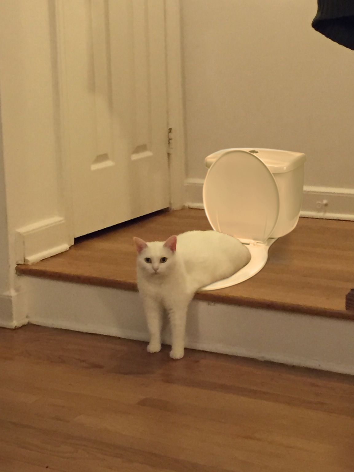 Itt a legújabb mém-őrület: a furcsa féltestű macskától felrobbant az internet Itt a legújabb mém-őrület: a furcsa féltestű macskától felrobbant az internet