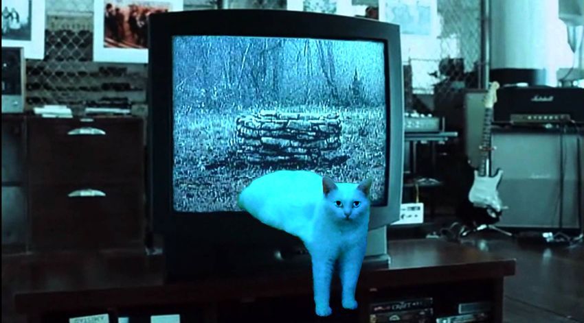 Itt a legújabb mém-őrület: a furcsa féltestű macskától felrobbant az internet Itt a legújabb mém-őrület: a furcsa féltestű macskától felrobbant az internet