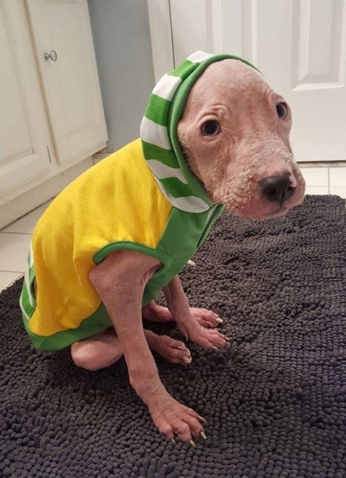 Egymást nyugtatták a megkínzott kutyák az állatorvosi váróban Egymást nyugtatták a megkínzott kutyák az állatorvosi váróban