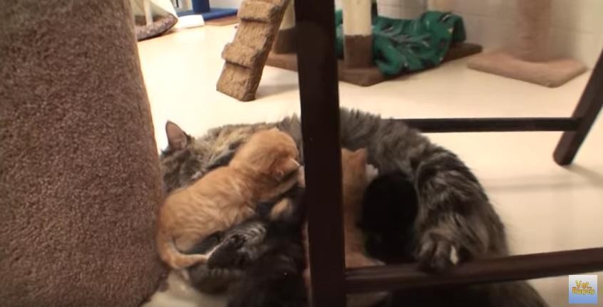 Egy nap alatt az összes állatot örökbefogadták erről a menhelyről - videó